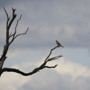 Falco cenchroides at Paddys River, ACT - 9 Dec 2022 04:29 PM