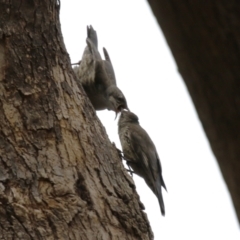 Cormobates leucophaea at Paddys River, ACT - 9 Dec 2022