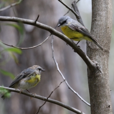 Eopsaltria australis (Eastern Yellow Robin) at Paddys River, ACT - 9 Dec 2022 by RodDeb