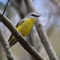 Eopsaltria australis at Paddys River, ACT - 9 Dec 2022