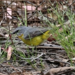 Eopsaltria australis at Paddys River, ACT - 9 Dec 2022