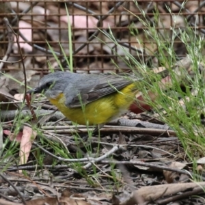 Eopsaltria australis at Paddys River, ACT - 9 Dec 2022