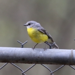 Eopsaltria australis at Paddys River, ACT - 9 Dec 2022