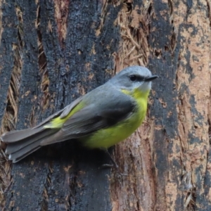 Eopsaltria australis at Paddys River, ACT - 9 Dec 2022 02:47 PM