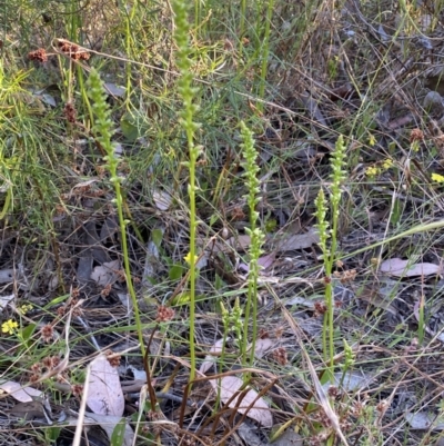 Microtis parviflora (Slender Onion Orchid) at Jerrabomberra, NSW - 10 Dec 2022 by SteveBorkowskis