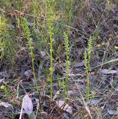 Microtis parviflora (Slender Onion Orchid) at Jerrabomberra, NSW - 10 Dec 2022 by Steve_Bok