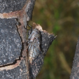 Myopsalta bassiana at Block 402 - 10 Dec 2022