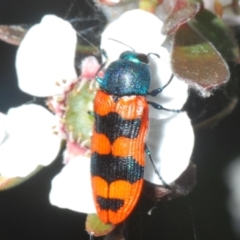 Castiarina crenata at Stromlo, ACT - 10 Dec 2022 06:46 PM