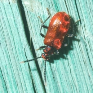 Lemodes coccinea at Stromlo, ACT - 10 Dec 2022