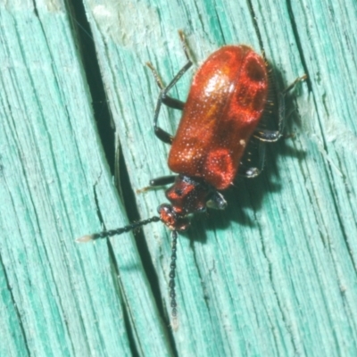 Lemodes coccinea (Scarlet ant beetle) at Stromlo, ACT - 10 Dec 2022 by Harrisi