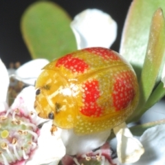 Paropsisterna fastidiosa (Eucalyptus leaf beetle) at Stromlo, ACT - 10 Dec 2022 by Harrisi