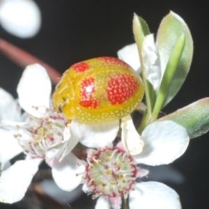 Paropsisterna fastidiosa at Stromlo, ACT - 10 Dec 2022