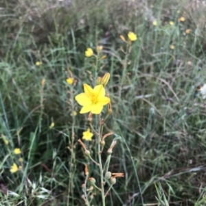 Bulbine bulbosa at Bruce, ACT - 4 Dec 2022