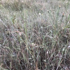 Themeda triandra (Kangaroo Grass) at Bruce, ACT - 3 Dec 2022 by jgiacon