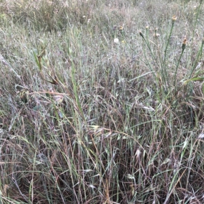 Themeda triandra (Kangaroo Grass) at Bruce, ACT - 3 Dec 2022 by jgiacon