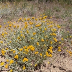 Chrysocephalum apiculatum (Common Everlasting) at Paddys River, ACT - 10 Dec 2022 by MatthewFrawley