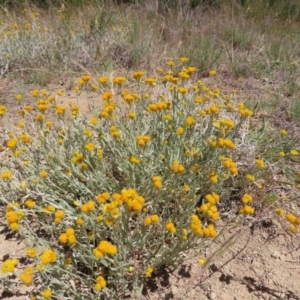 Chrysocephalum apiculatum at Paddys River, ACT - 10 Dec 2022