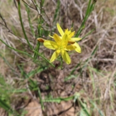 Tricoryne elatior (Yellow Rush Lily) at Paddys River, ACT - 10 Dec 2022 by MatthewFrawley