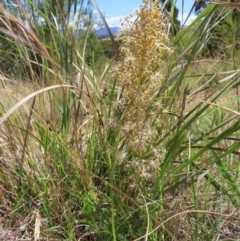 Lomandra multiflora (Many-flowered Matrush) at Paddys River, ACT - 10 Dec 2022 by MatthewFrawley