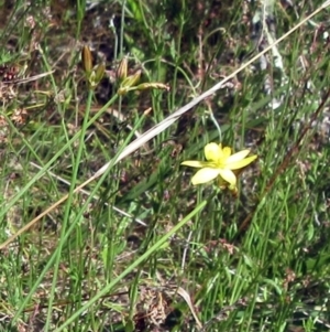 Tricoryne elatior at Hawker, ACT - 10 Dec 2022