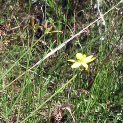 Tricoryne elatior (Yellow Rush Lily) at The Pinnacle - 10 Dec 2022 by sangio7