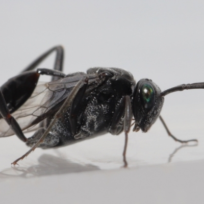 Acanthinevania sp. (genus) at Wellington Point, QLD - 7 Dec 2022 by TimL