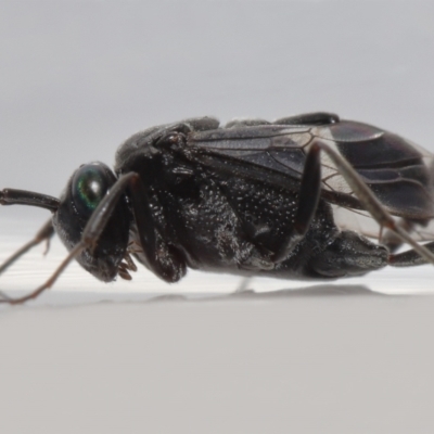 Acanthinevania sp. (genus) at  - suppressed by TimL