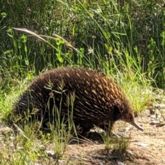 Tachyglossus aculeatus (Short-beaked Echidna) at Forde, ACT - 10 Dec 2022 by dougsky