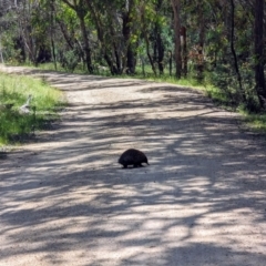 Tachyglossus aculeatus at Forde, ACT - 10 Dec 2022