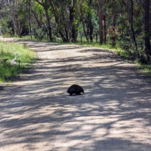 Tachyglossus aculeatus at Forde, ACT - 10 Dec 2022