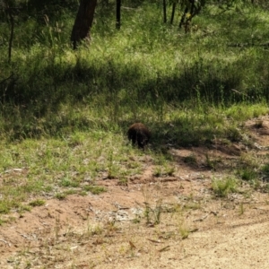 Tachyglossus aculeatus at Forde, ACT - 10 Dec 2022