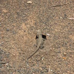 Pogona barbata at Yarralumla, ACT - suppressed