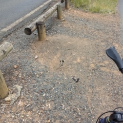 Pogona barbata at Yarralumla, ACT - suppressed