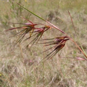 Themeda triandra at Paddys River, ACT - 10 Dec 2022 02:36 PM