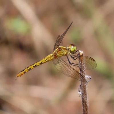 Diplacodes melanopsis (Black-faced Percher) at Paddys River, ACT - 10 Dec 2022 by MatthewFrawley