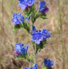 Echium vulgare (Vipers Bugloss) at Paddys River, ACT - 10 Dec 2022 by MatthewFrawley