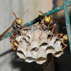 Polistes (Polistella) humilis at Wellington Point, QLD - suppressed