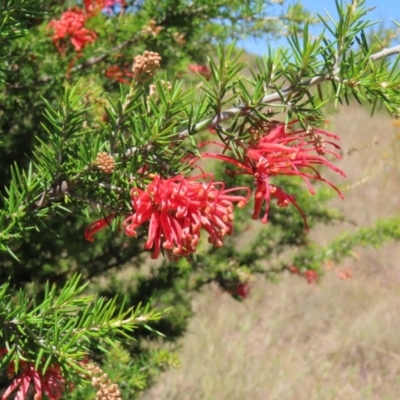 Grevillea juniperina subsp. fortis (Grevillea) at Paddys River, ACT - 10 Dec 2022 by MatthewFrawley