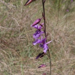 Arthropodium fimbriatum (Nodding Chocolate Lily) at Paddys River, ACT - 10 Dec 2022 by MatthewFrawley