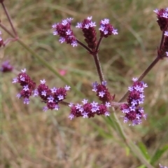 Verbena incompta (Purpletop) at Paddys River, ACT - 10 Dec 2022 by MatthewFrawley