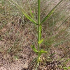 Verbena incompta at Paddys River, ACT - 10 Dec 2022 02:48 PM