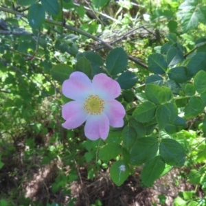 Rosa sp. at Paddys River, ACT - 10 Dec 2022