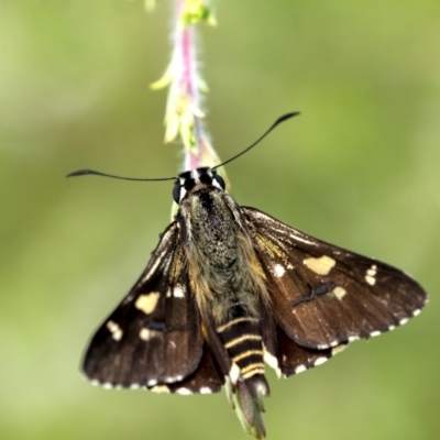 Hesperilla ornata (Spotted Sedge-skipper) at Penrose, NSW - 9 Dec 2022 by Aussiegall