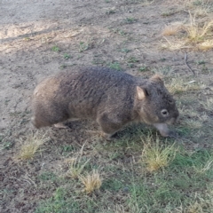 Vombatus ursinus (Bare-nosed Wombat) at Greenway, ACT - 10 Dec 2022 by MatthewFrawley