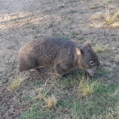 Vombatus ursinus (Bare-nosed Wombat) at Greenway, ACT - 10 Dec 2022 by MatthewFrawley