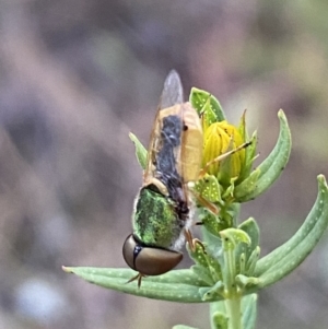 Odontomyia decipiens at Jerrabomberra, NSW - 10 Dec 2022