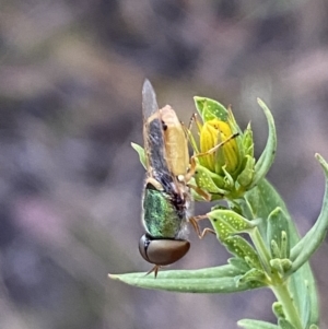 Odontomyia decipiens at Jerrabomberra, NSW - 10 Dec 2022