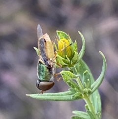 Odontomyia decipiens at Jerrabomberra, NSW - 10 Dec 2022