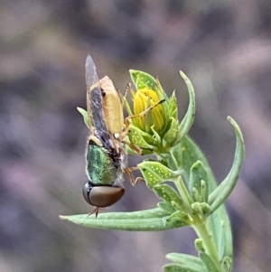 Odontomyia decipiens at Jerrabomberra, NSW - 10 Dec 2022