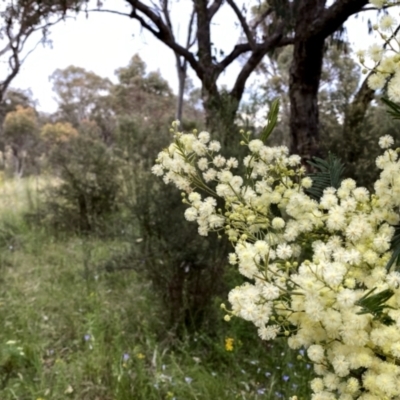 Acacia mearnsii (Black Wattle) at Googong, NSW - 11 Dec 2022 by Wandiyali